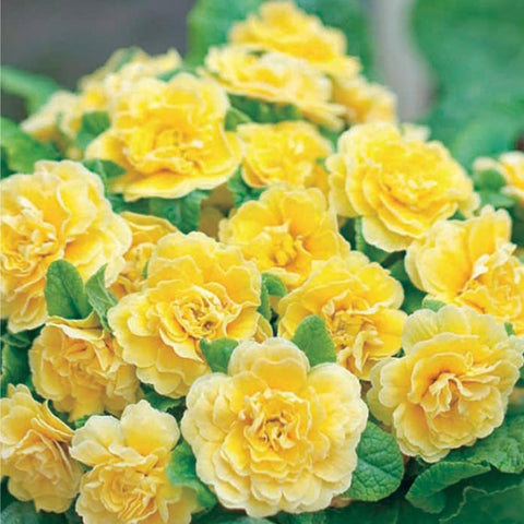 Mixrug 302 early bloom showcases color from late winter to spring