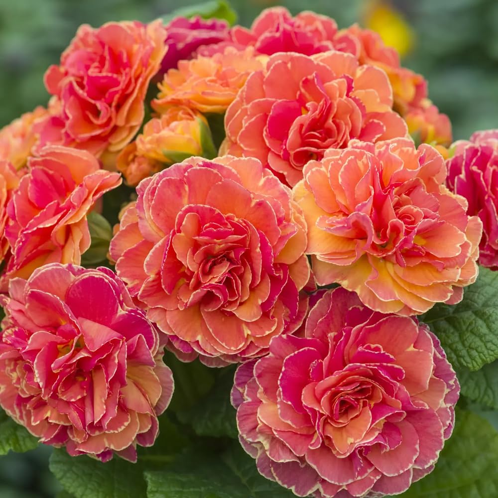 Mixrug 302 fragrant double primrose blooms brighten garden spaces