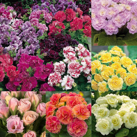 Mixrug 302 mixed perennial primrose seeds packet closeup for year round color display