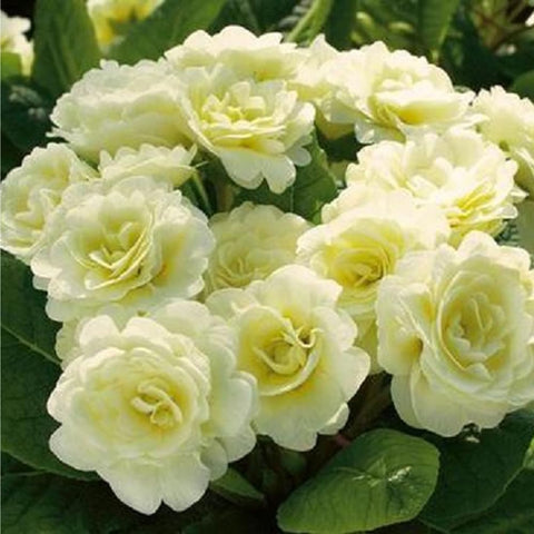 Mixrug 302 multicolor primrose blooms for borders and containers