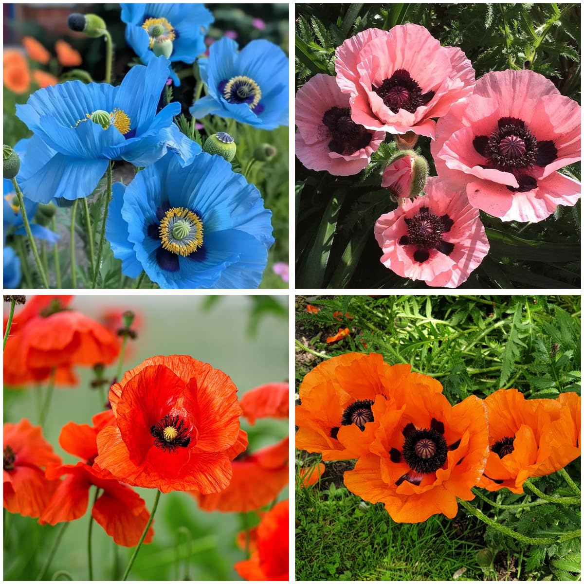 Mixrug 4000+ mixed color poppy seeds packet for large meadow plantings.