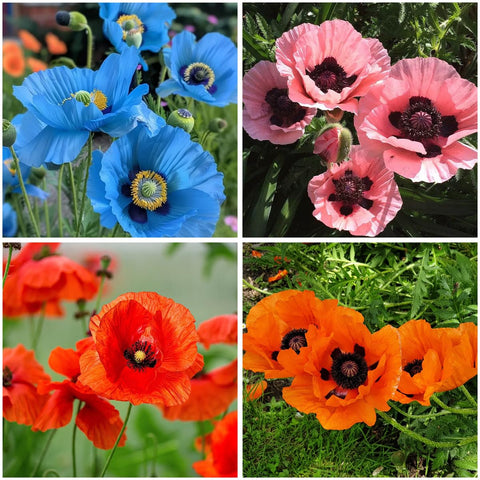 Mixrug 4000+ mixed color poppy seeds packet for large meadow plantings.