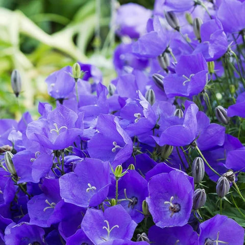 Mixrug 5000+ Campanula bed planting in a sunny garden with tall stems