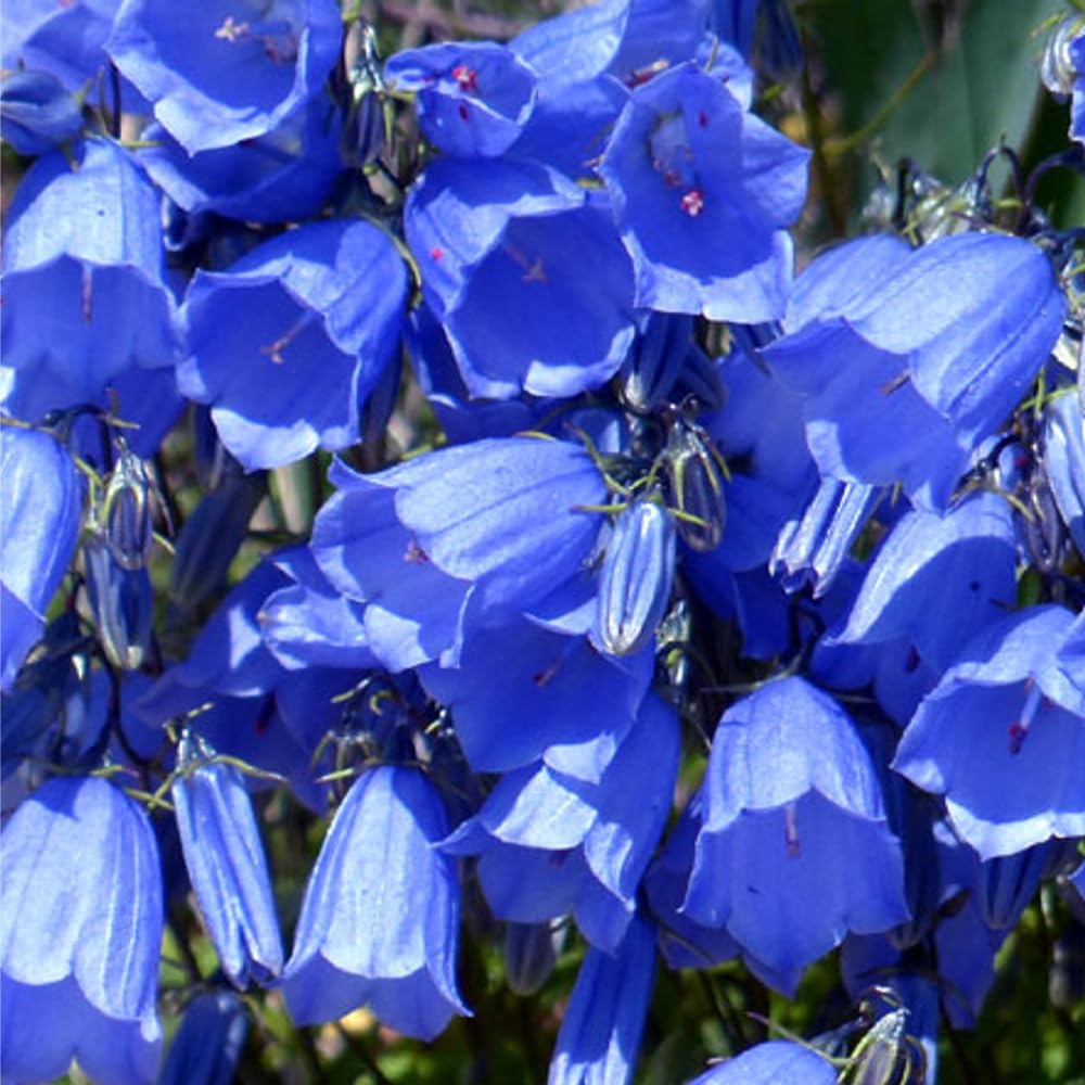 Mixrug 5000+ Campanula border display bringing late spring to midsummer color