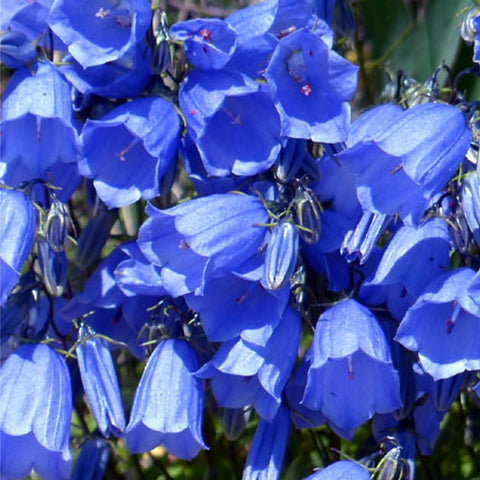 Mixrug 5000+ Campanula border display bringing late spring to midsummer color
