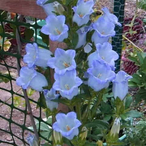Mixrug 5000+ Campanula bouquet-ready blooms for fresh-cut arrangements