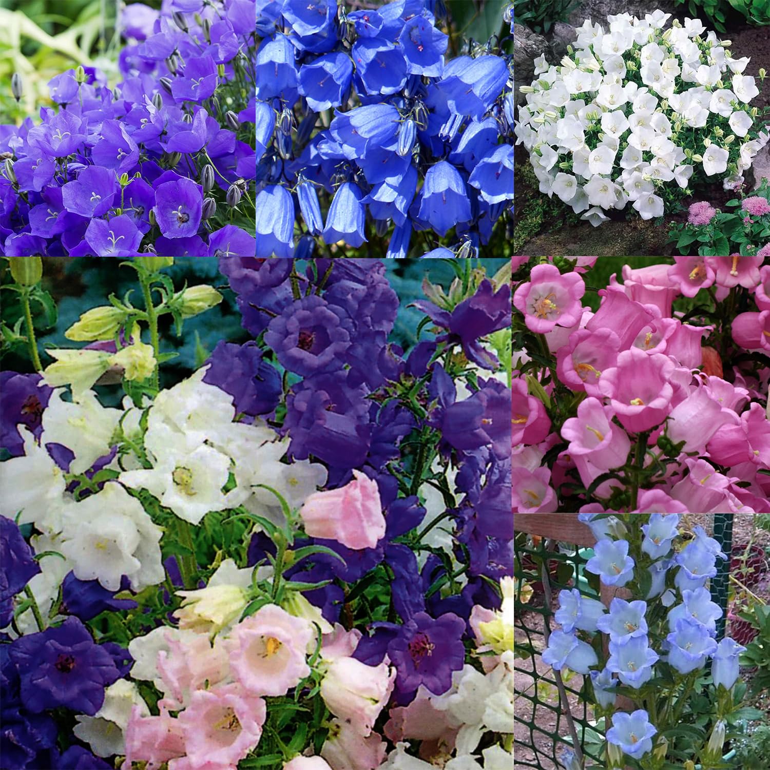 Mixrug 5000+ Campanula seed packaging for easy sowing in garden beds