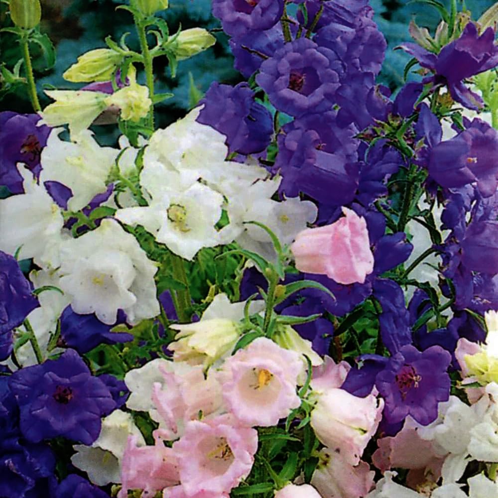 Mixrug 5000+ Campanula white bellflower blooms on tall stems for bouquets