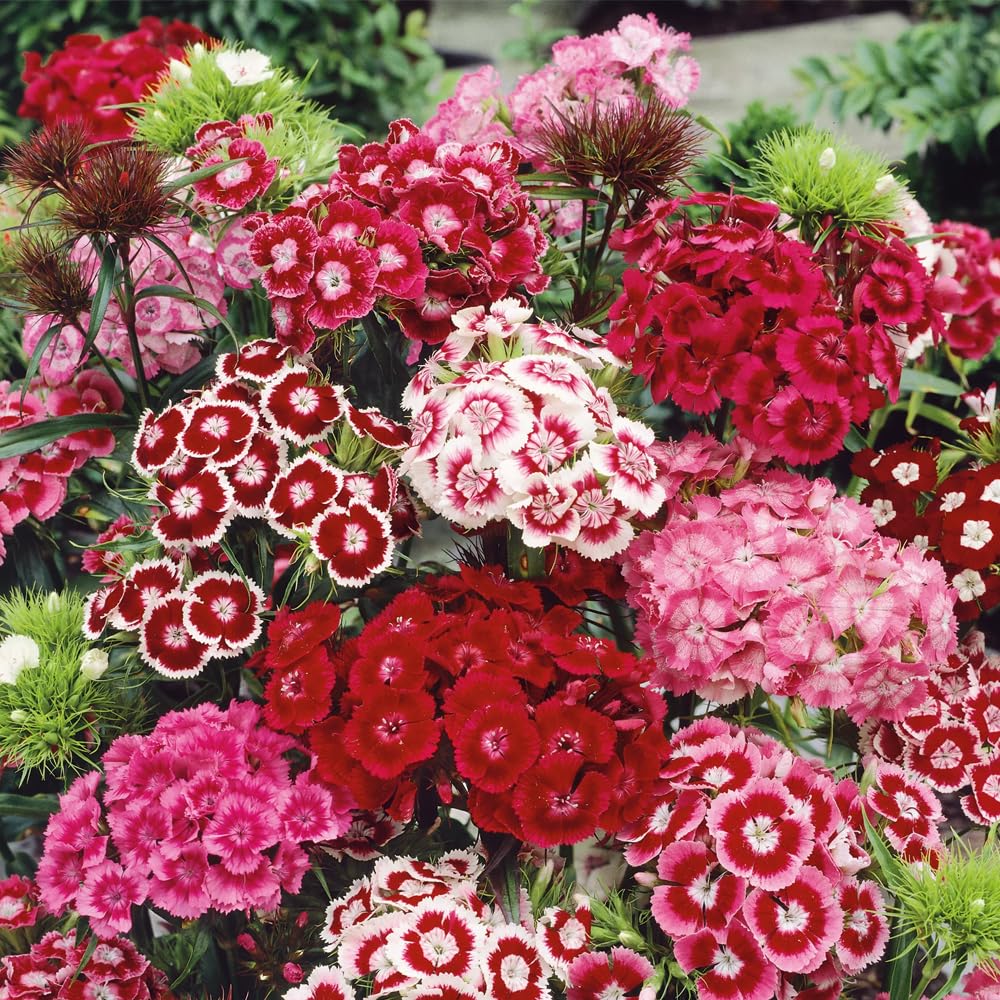 Mixrug 5000plus Sweet William seeds planted in a garden bed for color.