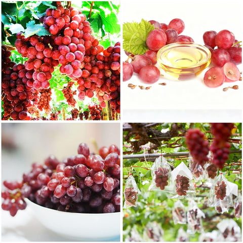 Mixrug 50+ organic red grape seeds packet for home gardening with multiple vine options