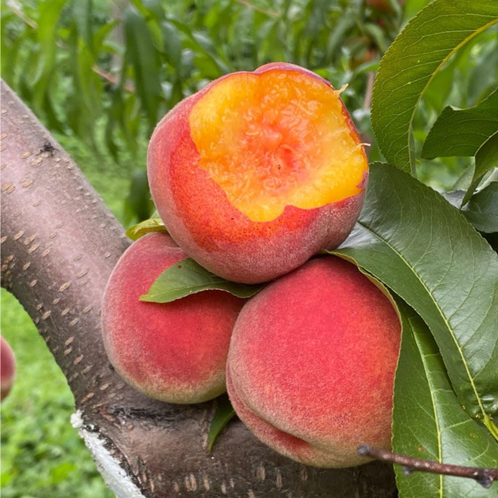 Mixrug 5+ dwarf peach seeds packet ready for easy backyard planting.