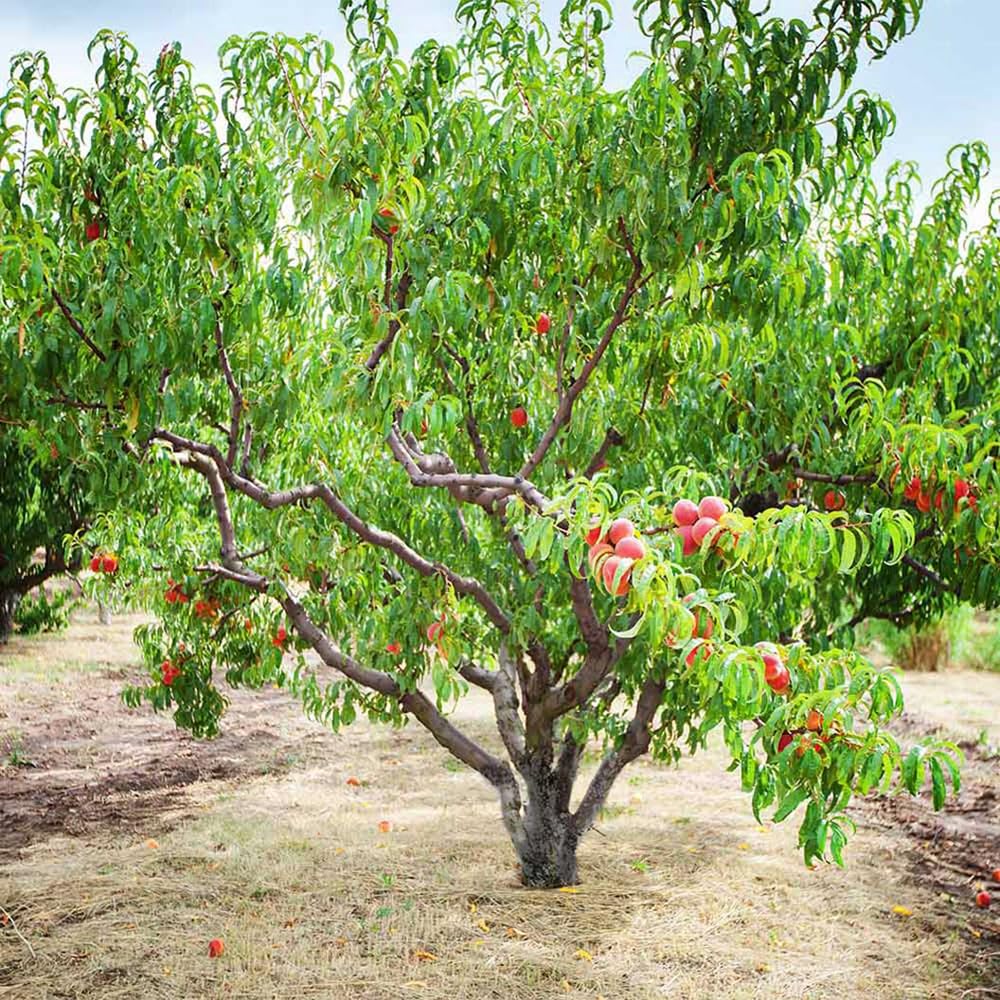 Mixrug Garden Planting Setup ideal for starting a home peach orchard.