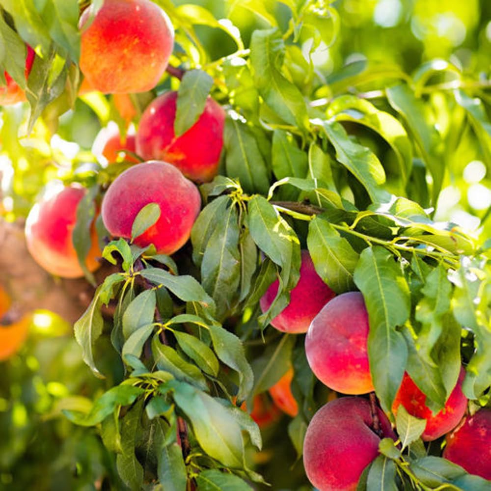 Mixrug Organic Non-GMO Heritage Seed trusted seed lineage for backyard fruit.