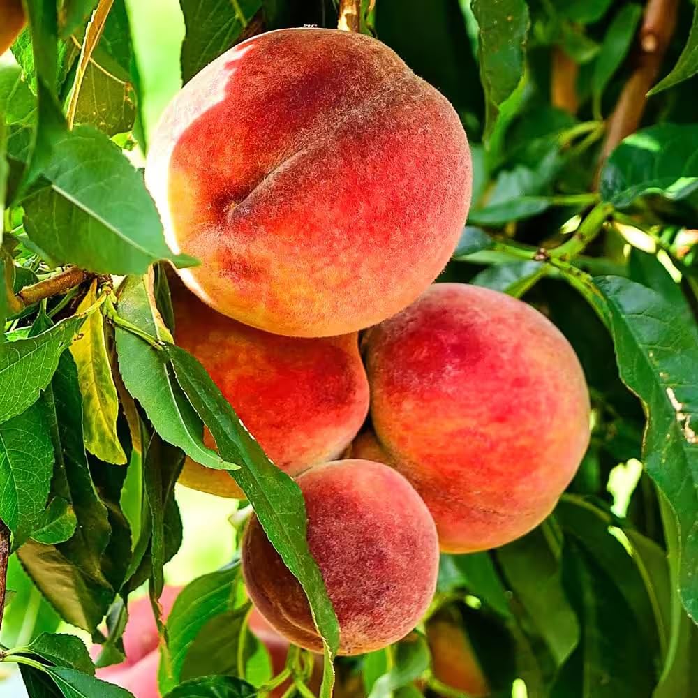 Mixrug 5+ Peach Seeds Soak Scarification boosts germination readiness.