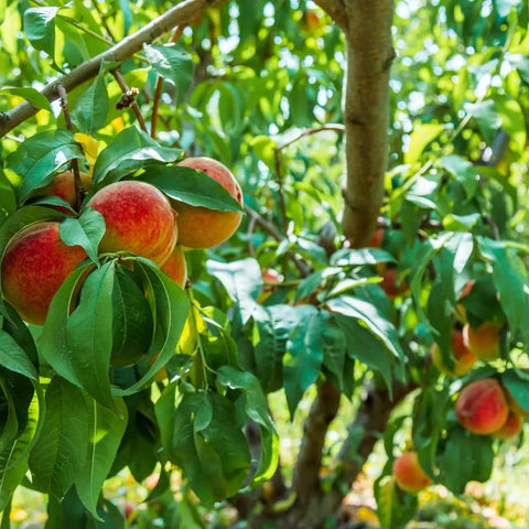 Mixrug 5+ Peach Tree Fruit Juicy Peaches sweet harvest possibilities.