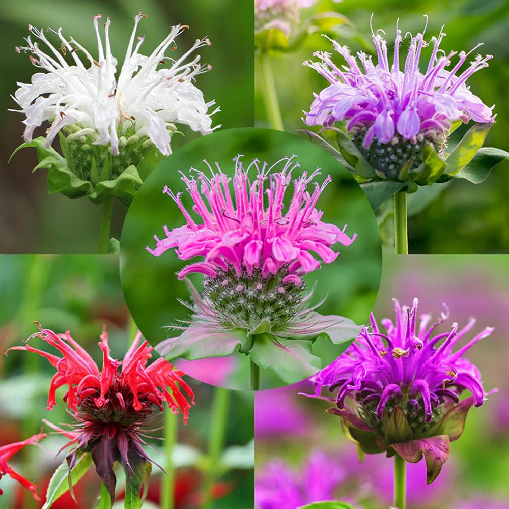Mixrug 998Plus Monarda seeds seed pack boosts pollinator-friendly color in the garden