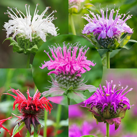 Mixrug 998Plus Monarda seeds seed pack boosts pollinator-friendly color in the garden