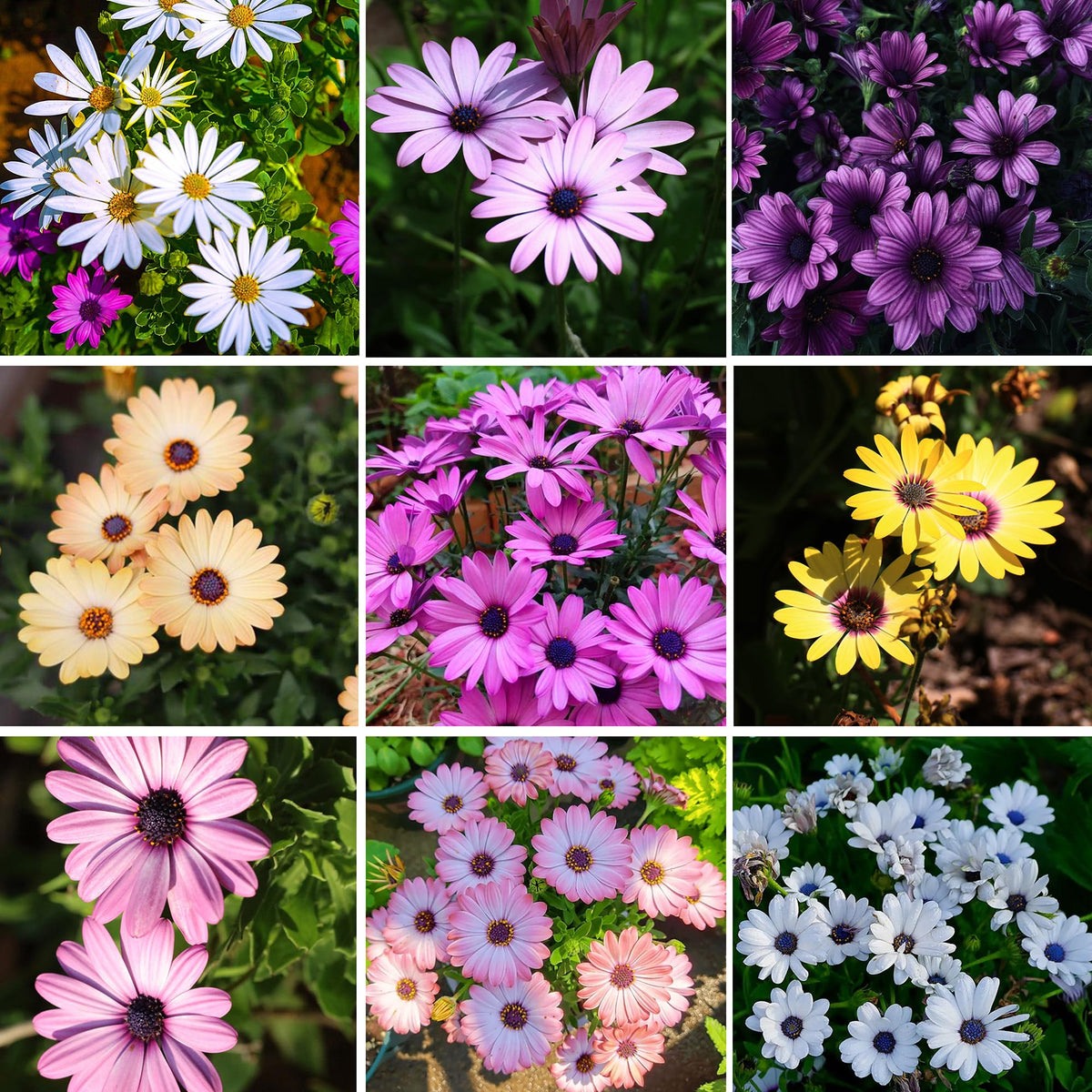 Mixrug African Daisy seeds deliver bright color in sun-filled garden beds.