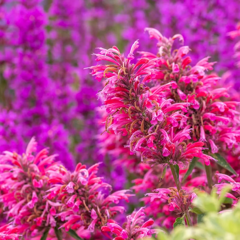 Mixrug agastache pink spikes blooms add long-lasting garden color.