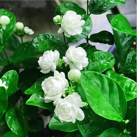 Mixrug Arabian Jasmine white flowers emphasize delicate fragrance.