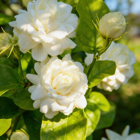 Mixrug Arabian Jasmine seeds packet closeup for easy planting and fragrant blooms.
