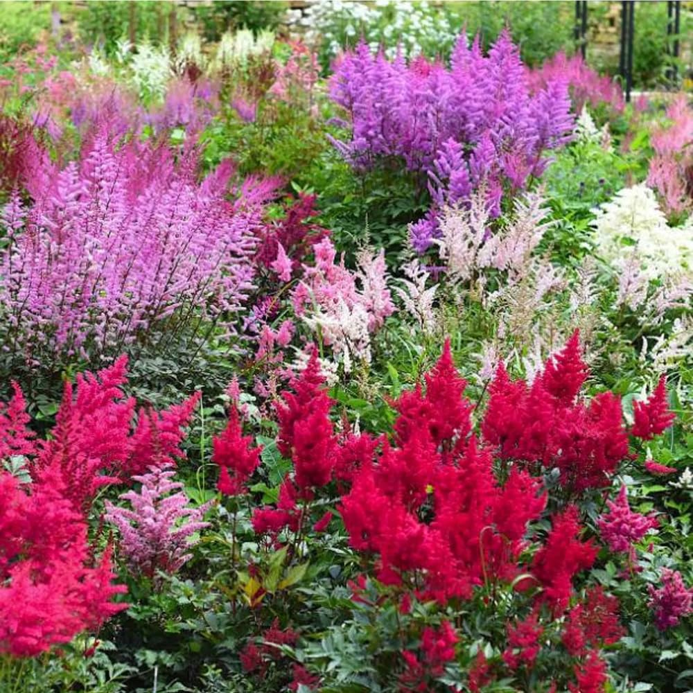 Mixrug astilbe seeds bloom colors display pink red cream white.