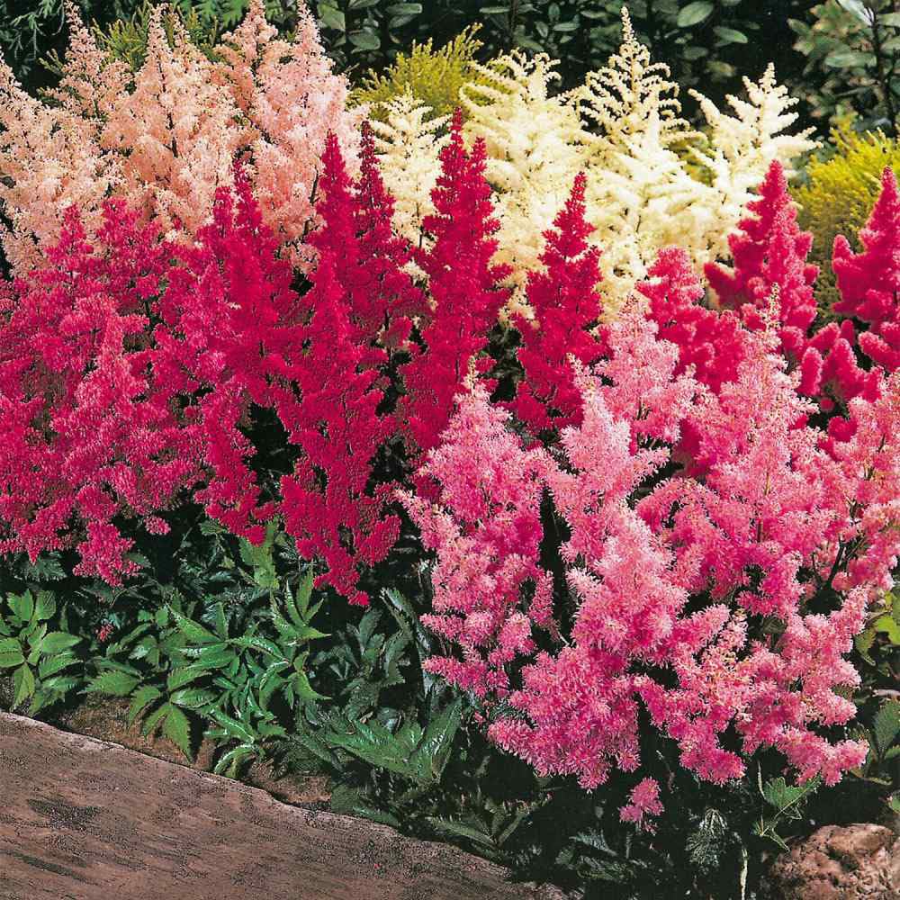 Mixrug astilbe seeds deer resistance helps wildlife-safe borders.