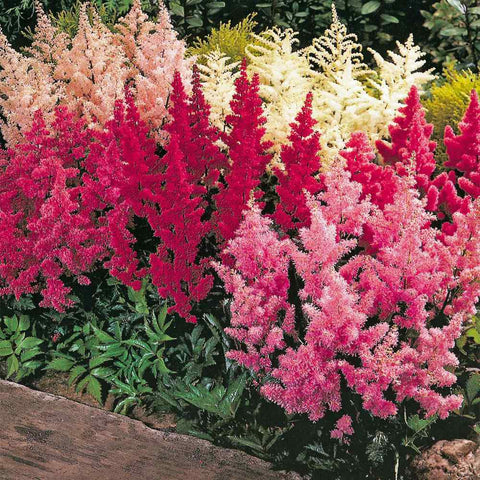 Mixrug astilbe seeds deer resistance helps wildlife-safe borders.