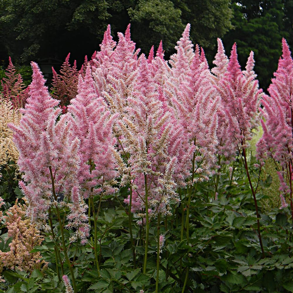 Mixrug astilbe seeds germinate in 28–35 days with moist soil.