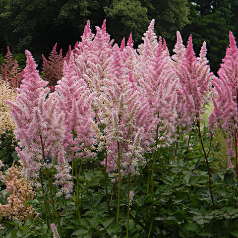 Mixrug astilbe seeds germinate in 28–35 days with moist soil.
