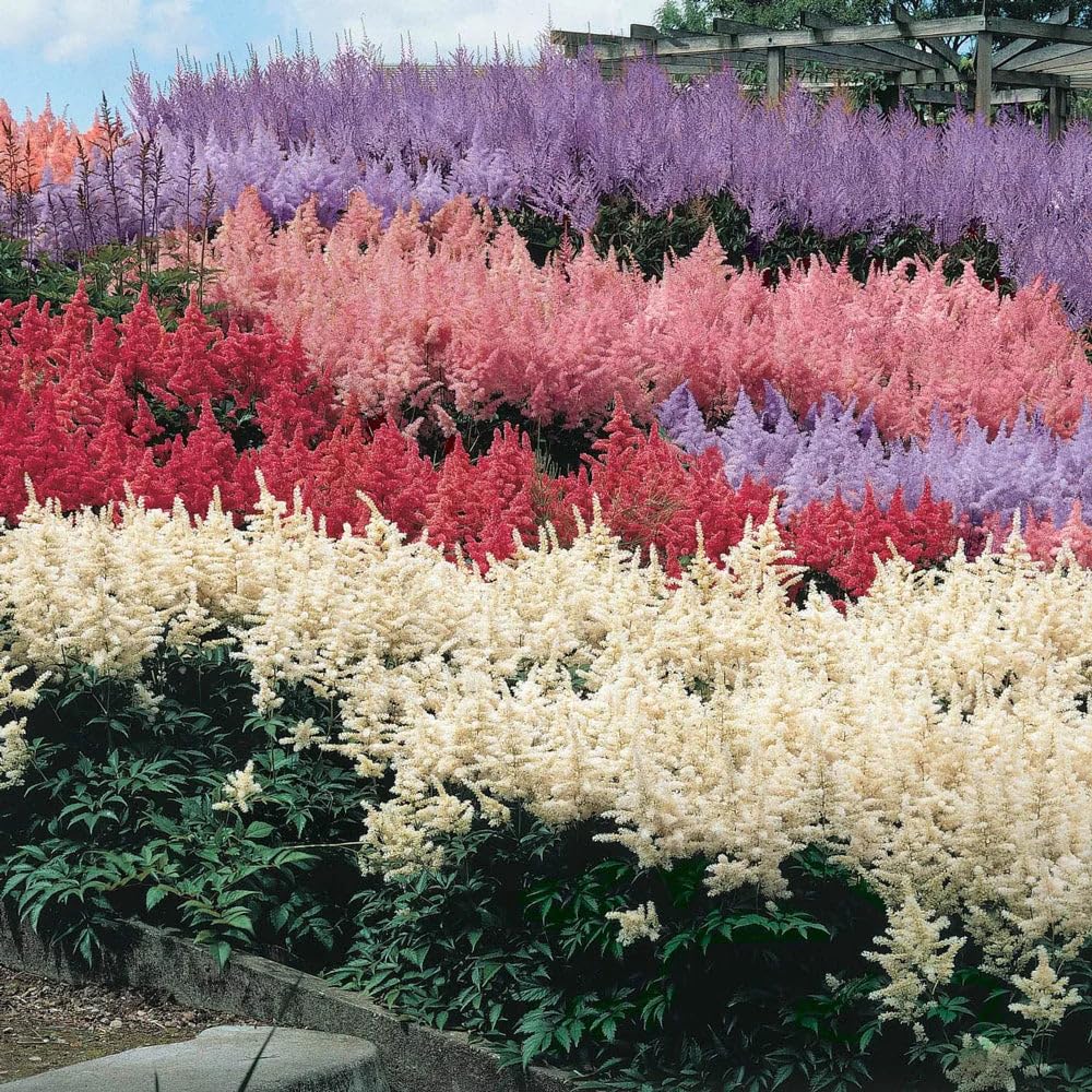 Mixrug astilbe seeds moisture-loving shade plants thrive in borders.