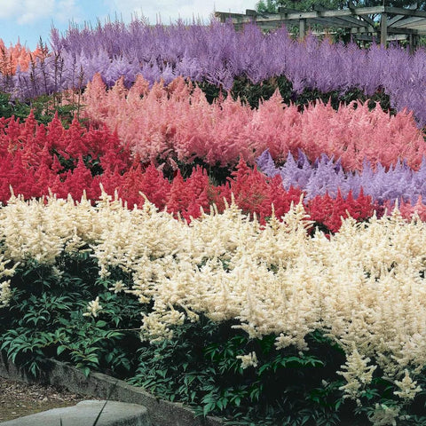 Mixrug astilbe seeds moisture-loving shade plants thrive in borders.
