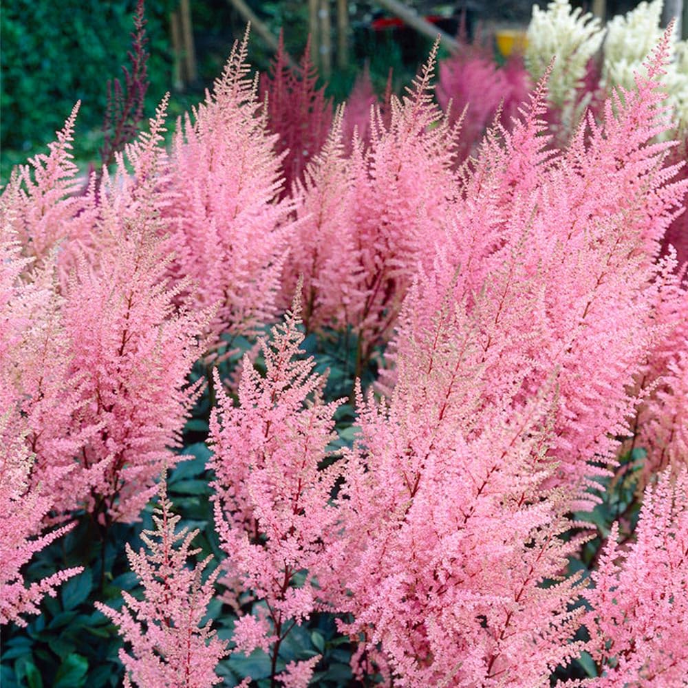 Mixrug astilbe seeds attract pollinators with colorful blooms.