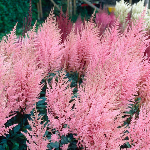 Mixrug astilbe seeds attract pollinators with colorful blooms.