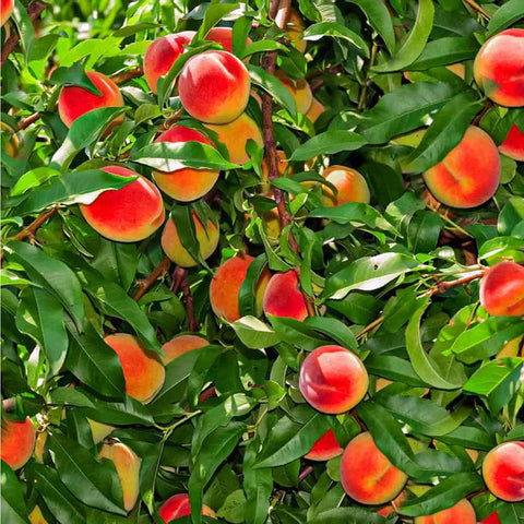 Mixrug backyard orchard setup demonstrates compact spacing and adaptable growing in tight spaces.
