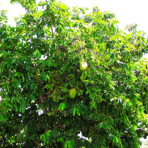 Mixrug tropical leaves and ripening fruit on a backyard tree.