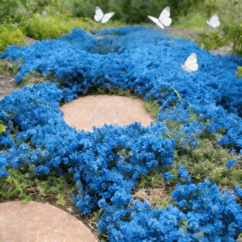 Mixrug bee-friendly-thyme-patch attracts pollinators to garden beds.