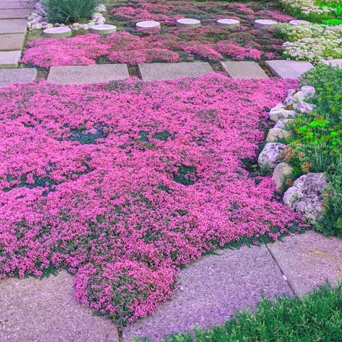 Pollinator-friendly Mixrug thyme promoting beneficial insects in the garden.