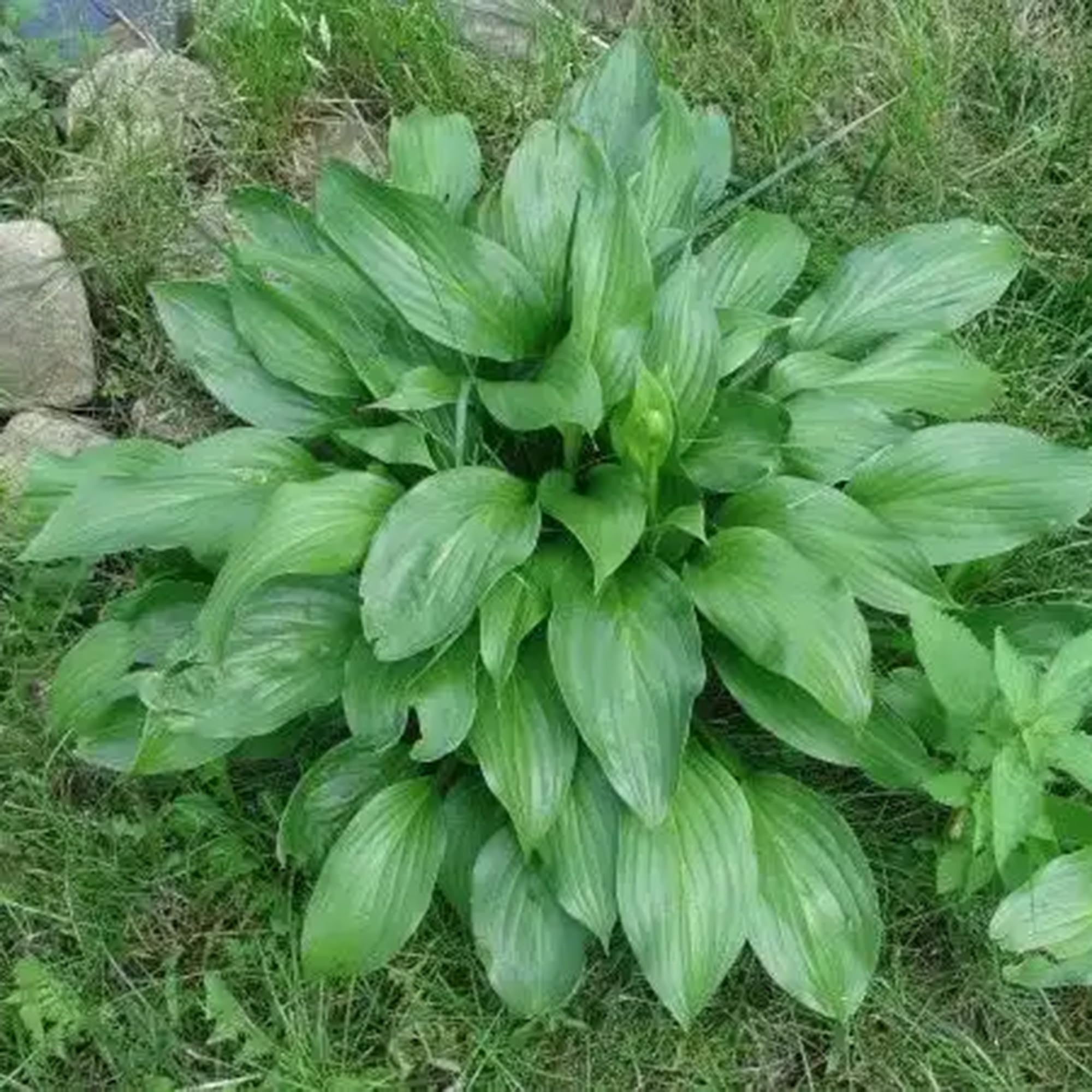 Mixrug bees on hosta bloom highlighting pollinator-friendly shade plants.