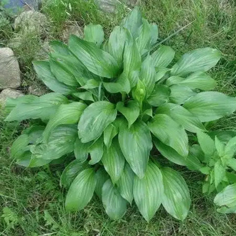 Mixrug bees on hosta bloom highlighting pollinator-friendly shade plants.