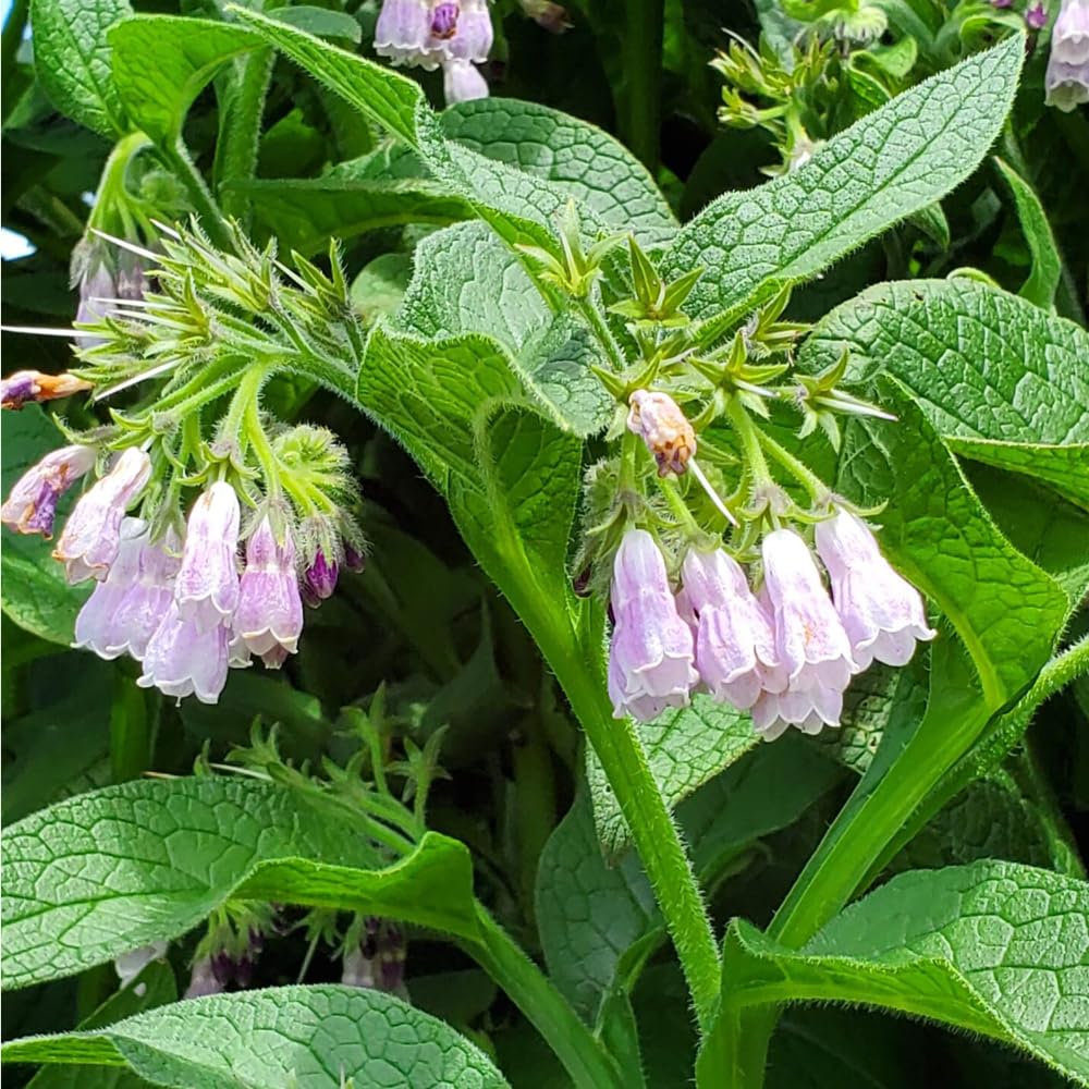 Mixrug bees pollinator flowers attract bees for vibrant pollination.