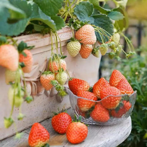 Mixrug blueberry seeds closeup, perfect for container blueberries in small spaces.