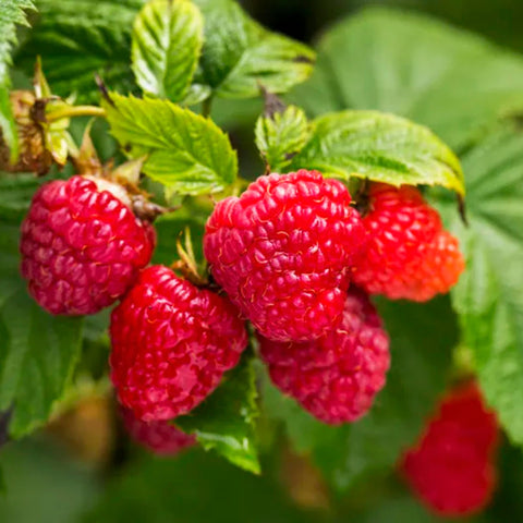 Mixrug raspberry seeds closeup, ready for perennial raspberry beds and plots.