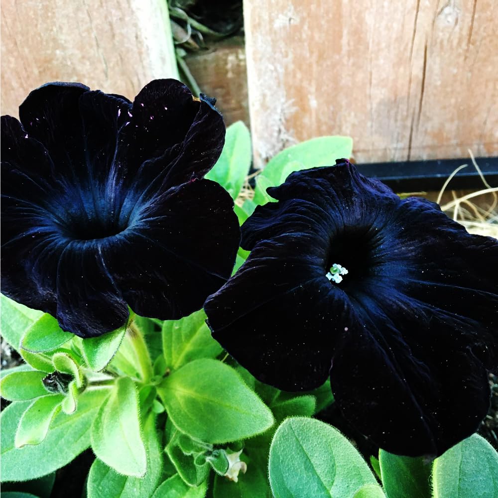 Mixrug black petunia seeds pack for bulk garden borders