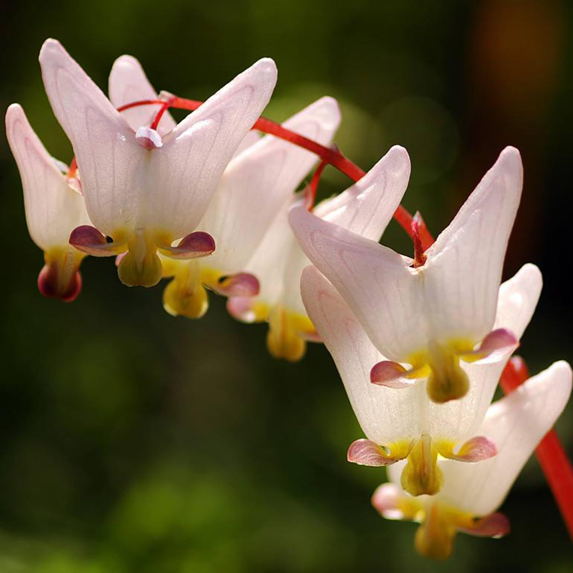 Mixrug bleeding heart bloom in a shaded garden border