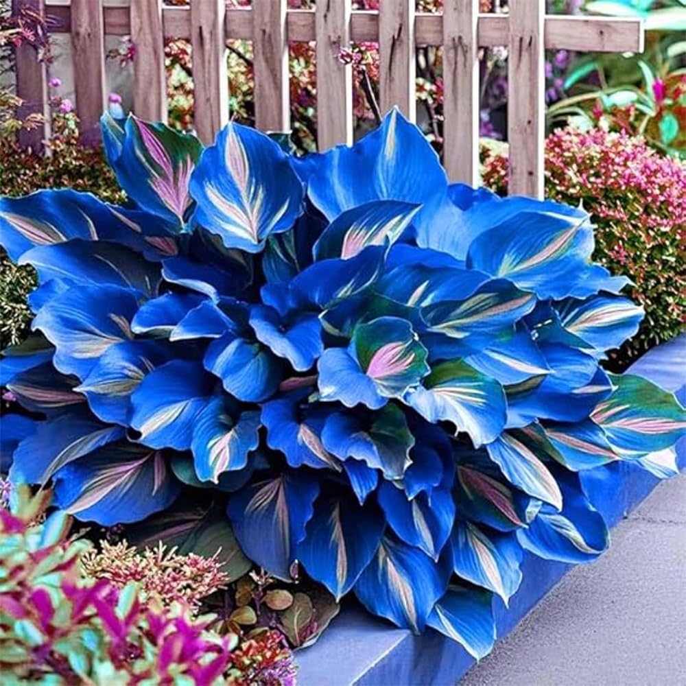 Close-up of Mixrug hosta blue and black leaves for a cool-toned garden.