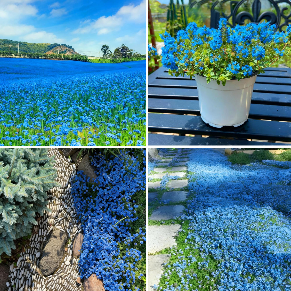 Mixrug blue creeping thyme seeds form a dense ground cover for gardens.