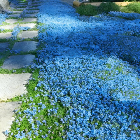 Mixrug blue creeping thyme seeds dense mats ideal for borders.