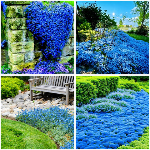 Mixrug blue creeping thyme seeds ground cover forming a drought-tolerant carpet between stones