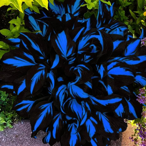 Mixrug blue and black hosta leaves highlight low-maintenance container planting.